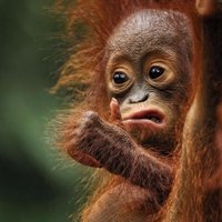 Patapuf (temporarily on the planet Earth) (@zivot_po_praci) 's Twitter Profile Photo Patapuf (temporarily on the planet Earth) (@zivot_po_praci) 's Twitter Profile Photo