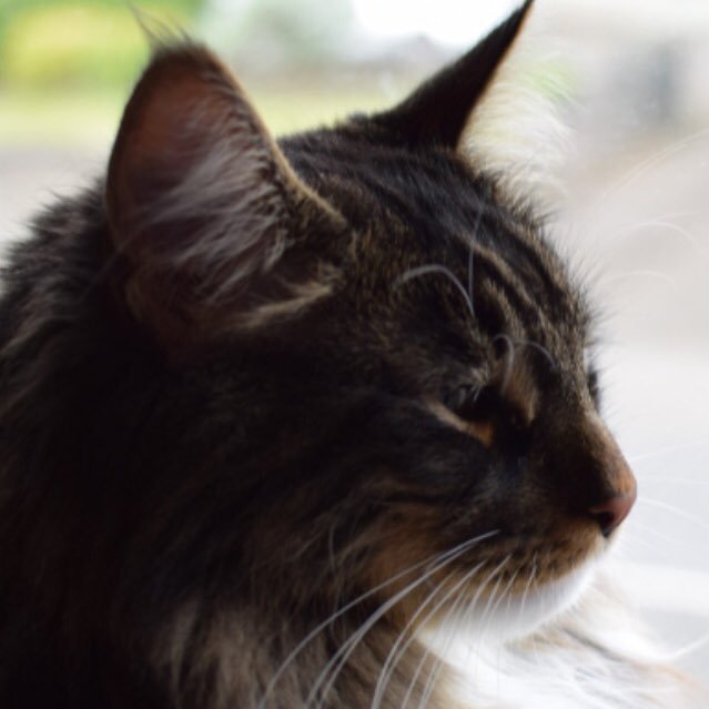 Human momma calls me Lion! I have a head for heights and a mind for mischief! My human is always taking pictures of me so I thought I'd share them with you 📷🦁