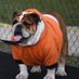 MascotMom (@mongansharon) Twitter profile photo MascotMom (@mongansharon) Twitter profile photo