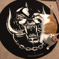 Eoin Lawlor (@eoinlawlor666) 's Twitter Profile