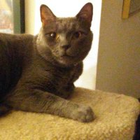 Jane Unknown Writes R.I.P Shadow and Samantha. (@friemanjane) 's Twitter Profile