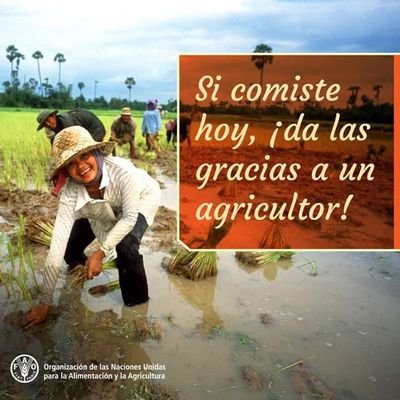 trabajador del arroz de pala machete y tractor cultivo el arroz q te comes al almuerzo tolimense de tierra firme.