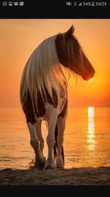 cavalos são minha paixão,eu tenho um canal no YouTube chamado Girl I Love Horse...