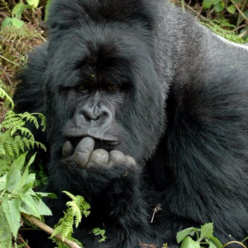 Volcanoes National Park was first gazetted in 1925. With five dormant Volcano mountains it is home to the last remaining mt. gorillas and golden monkeys.