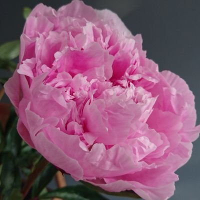 MrsKMU's profile picture. 