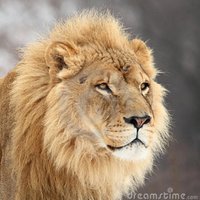 Pro_Red_Tsunami_MAGA (@mag_a_net_ic) 's Twitter Profile