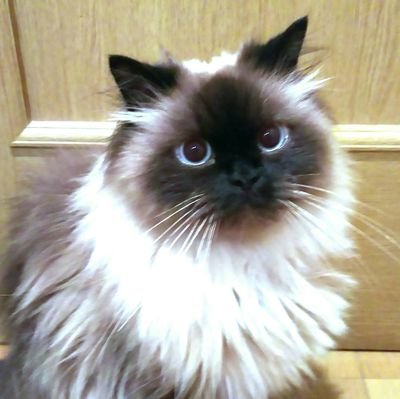jampal74's profile picture. 赤西仁オンリー坦のおばさんです。   　   
                   猫も大好き💓♥❤