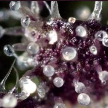 Engage the endocannabinoid system with pure phyto-compounds