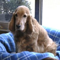 師匠 (@shi_shoh) Twitter profile photo