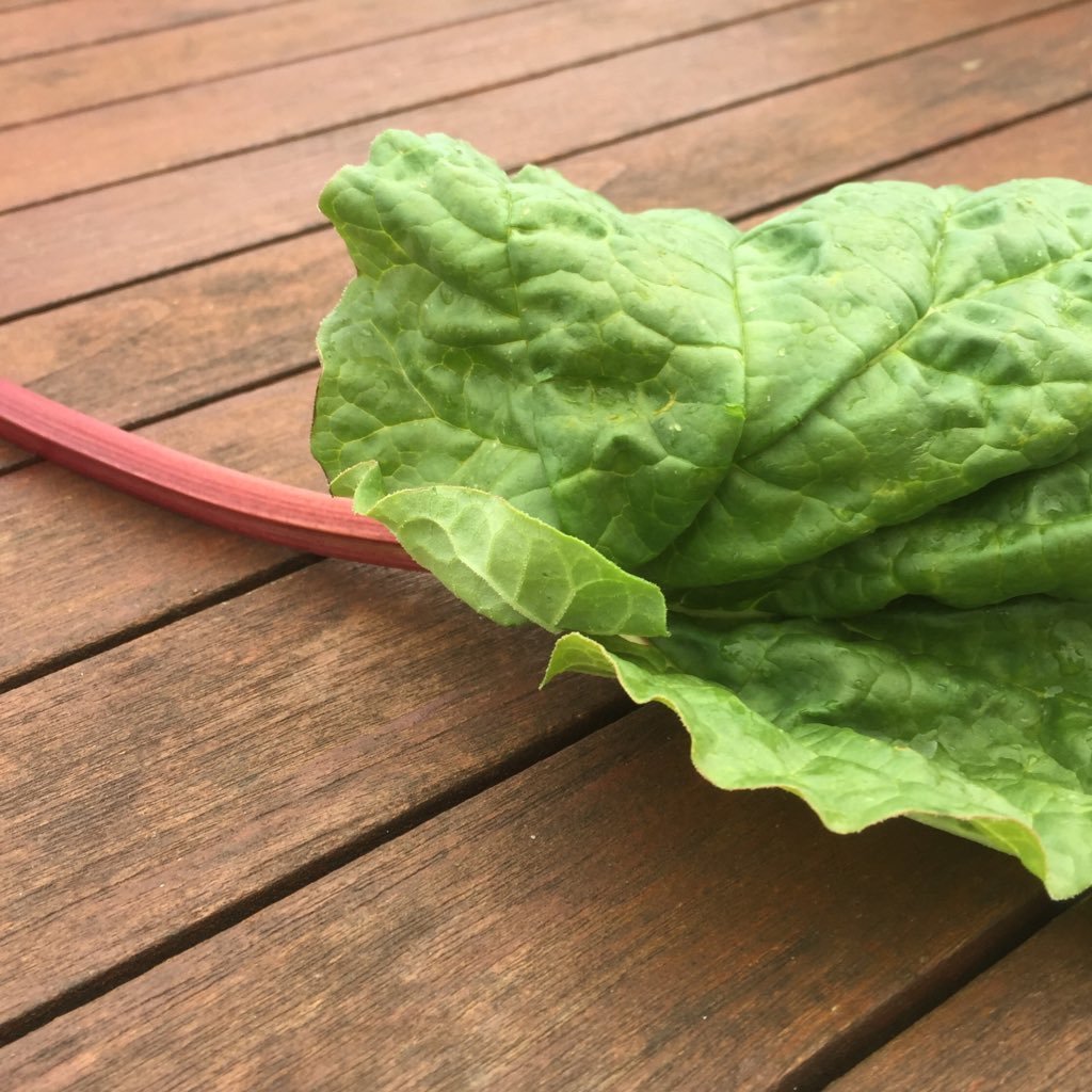 rhubarb_0's profile picture. 