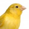 rabenou's profile picture. « trust, but verify ». Early bird.