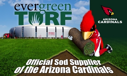 Growing natural grass sod in the southwest for professional sports fields, landscapes, and golf courses. The official sod supplier for the Arizona Cardinals.