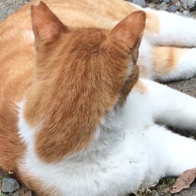 Cheshire_Cat46's profile picture. 