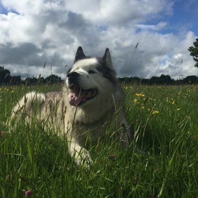 DeborahFSussex's profile picture. Rejoiner. Still looking for Brexit benefits. Novice quilter. Sussex. UK 🚐