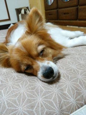 chokosan1229's profile picture. 見る専用のアカウントです！
