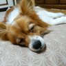 chokosan1229's profile picture. 見る専用のアカウントです！