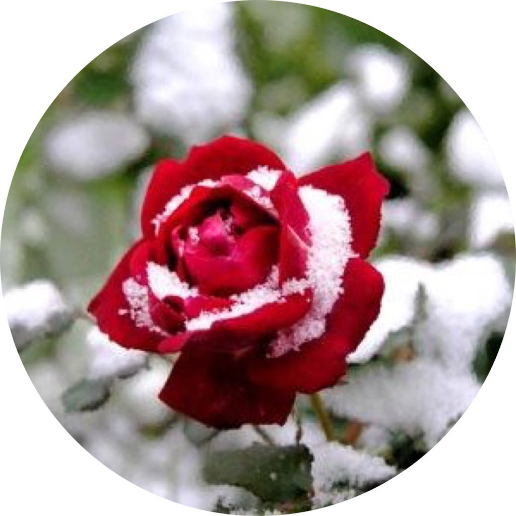 SD99100's profile picture. 