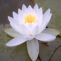 Dorje Drolma (@jinnerspace) 's Twitter Profile