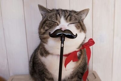 SumomoSakura824's profile picture. 🌼聴覚障害 ／🌼SGIヤング白ゆり