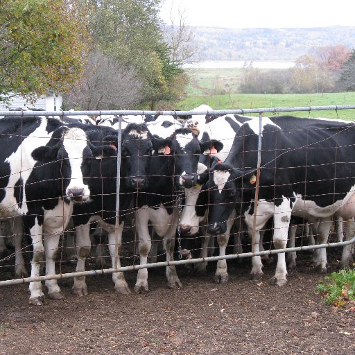 NLSmith99's profile picture. Social justice and gardening.