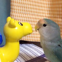 コザクラ (@1d8h9wndn2pokfh) 's Twitter Profile