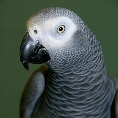 I am an African grey, with alot of personality, and full of mischief.  My mom is Diana LaFleur 

BENEATH THE CAGE GRATE/ASK ZAC SQUIGGLES/TALES FROM THE BEAK