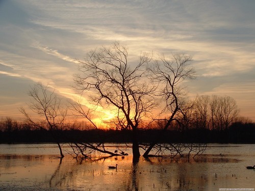 Sasv's profile picture. 