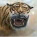 Macan (@laut_hc) Twitter profile photo Macan (@laut_hc) Twitter profile photo
