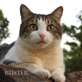 BusterSays's profile picture. #AnimalBehavior stories, photos & videos showing critters displaying intelligence, caring for one another, and just having fun. Special focus on #OrangeCats