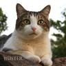 BusterSays's profile picture. #AnimalBehavior stories, photos & videos showing critters displaying intelligence, caring for one another, and just having fun. Special focus on #OrangeCats