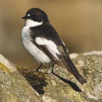 m.a.w (@piedfly) 's Twitter Profile