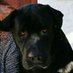 mishypoos (@michelematthew4) Twitter profile photo mishypoos (@michelematthew4) Twitter profile photo