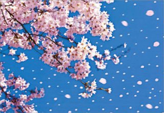 花散る風が Hanatirukazega Twitter 花散る風が Hanatirukazega Twitter