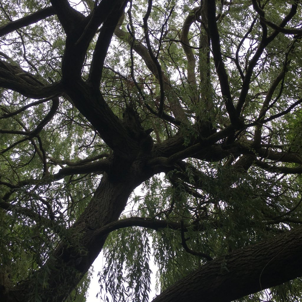 I am a real tree. I wave my arms in the wind and tweet. https://t.co/aO1SPbdkyN