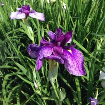 izumisweat's profile picture. いま、目の前にいる生徒が大好き。だから、部活を変えていく。関東部活動改革ネットワークメンバーです。高大接続改革にも強い関心があります。 （最近は政治に関心が強くなっています）