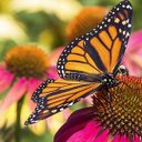 Gail Pressley - @gsbpress97 - Twitter