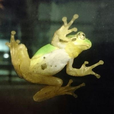 wkwkmoon's profile picture. 明日も起きられますように