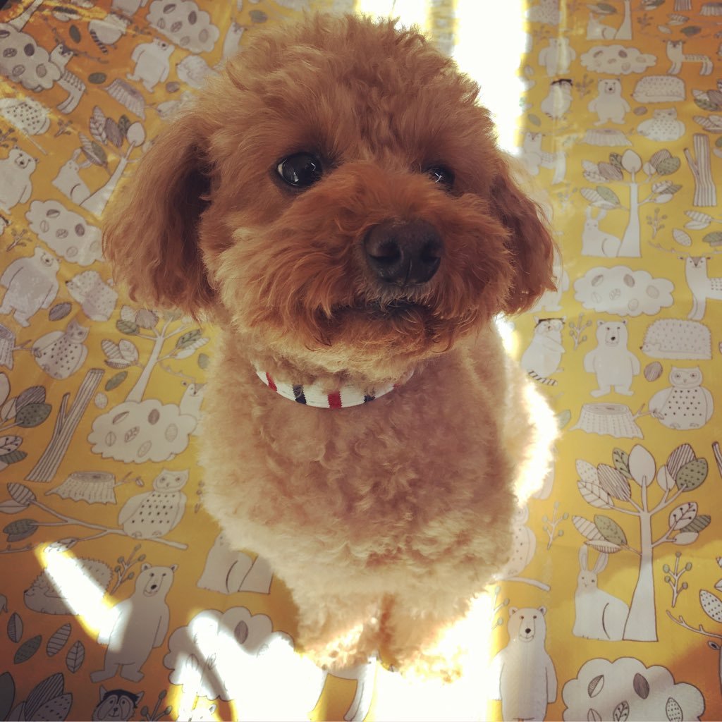 sachinoashiato's profile picture. さっちゃんは桜の季節に天使になりました。ゆずっこ21年目。ゆずと秦基博と星野源と堤真一と吉本ばななとスヌーピーとFC東京とONE PIECEとガラスの仮面とバームクーヘンと水族館とダイオウグソクムシに夢中。趣味、妄想。