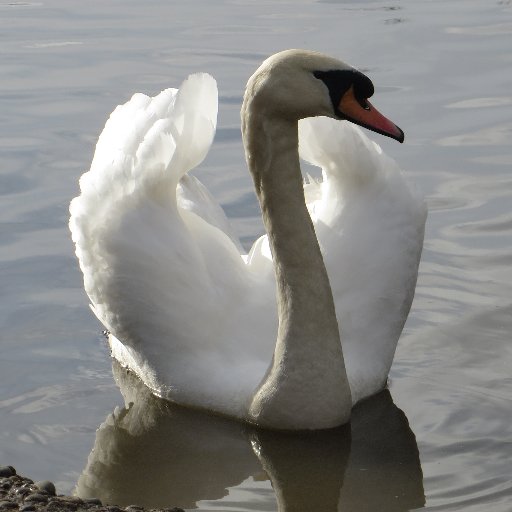 Friends of Sutcliffe Park and Nature Reserve, Greenwich,UK. Follow us on Facebook too. Chair Anne Novis MBE