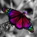 butterfly (@butterfly73_) Twitter profile photo butterfly (@butterfly73_) Twitter profile photo