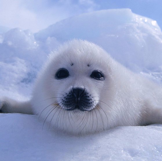 pond_comfat's profile picture. ただの学生小説家