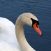 Claddagh Swan (@claddaghswan) Twitter profile photo