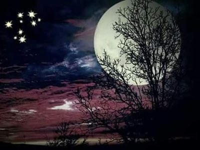 majuluna_frogs's profile picture. 🍵🎶