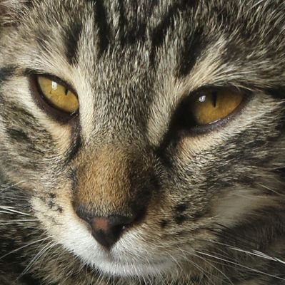 ShellaBellerive's profile picture. 