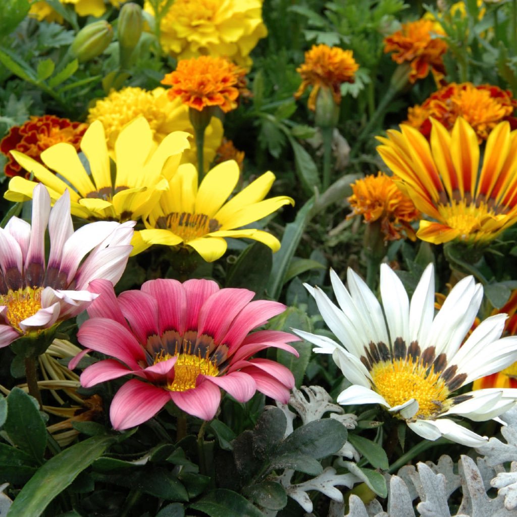 LichiesMf's profile picture. Working behind the scenes. Keeping the household in check with a sprinkle of perfection, a smidge of humor, a spoonful of stevia and a shot of perseverance