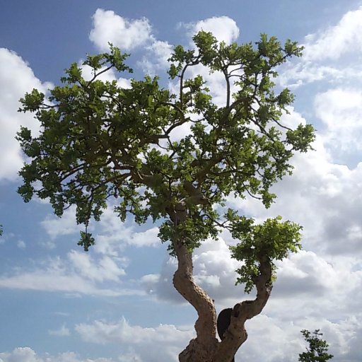 Believes that Spirituality is a way of living life fully