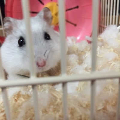 ☆専門学校に進学予定の高3☆専門学校だからってばかにされたくない!☆卒業までに英語を上達する!!☆Skypeで一緒に勉強してくれる人募集!
