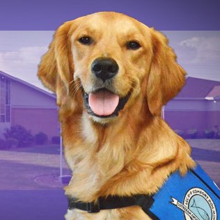 I am the official LCC K-9 Comfort Dog for Trinity Lutheran Church- Auburn, Illinois.