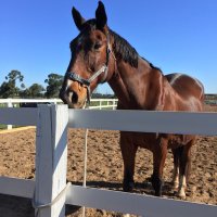 Alyssa (@lyssaequestrian) 's Twitter Profile