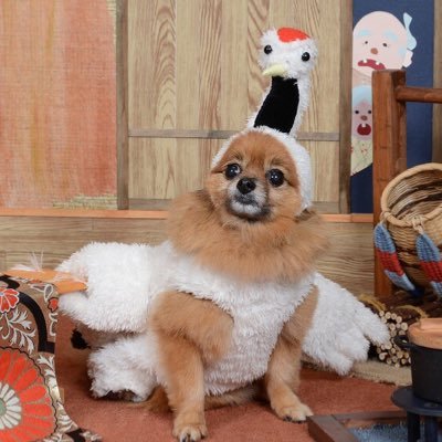 Jillrill On Twitter 8月26日 日 大阪 和泉市で猫と犬の里親会